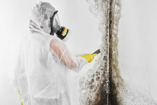 Office Mold Removal Services in Holbrook, NY