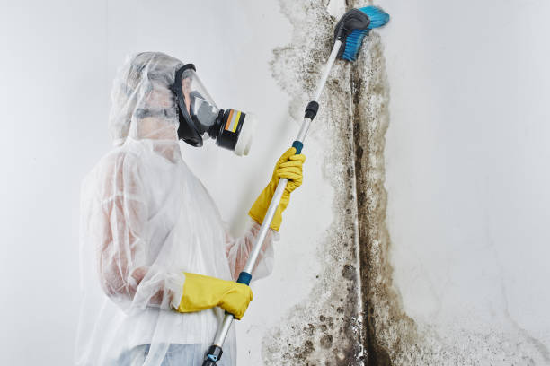 Best Attic Mold Removal  in Holbrook, NY