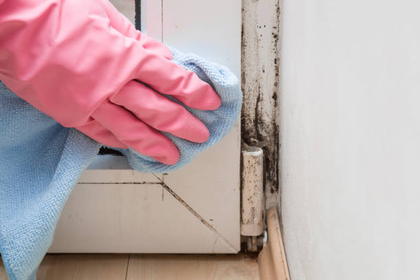 Crawl Space Mold Removal in Holbrook, NY